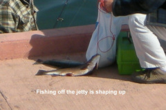 Fish-are-being-caught-off-the-jetty___right-time_-right-place-helps