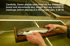 Each-trout-is-measured-prior-to-being-placed-in-the-proper-pen-3-29-10