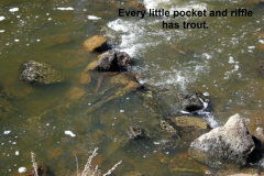 Every-pocket-has-a-few-trout-now
