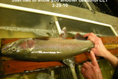 Just-another-beautiful-Eagle-Lake-trout-3-29-10