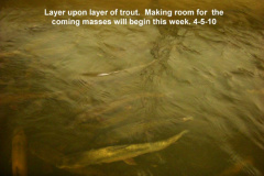 Layers-of-trout-4-5-10