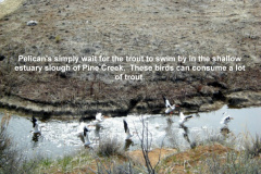 Pelican_s-are-a-constant-enemy-for-the-trout_-low-water-levels-only-help-the-birds_-not-the-fish