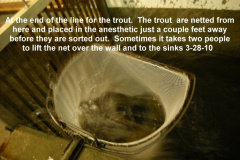The-trout-are-netted-from-here-and-placed-in-the-anesthetic-just-a-couple-feet-away-before-they-are-sorted-out