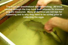 Trout-are-anesthetized-before-handling_-sexing-and-marking-by-trimming-the-adipose-fin-3-29-10