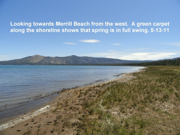A-carpet-of-green-grasses-along-Merrill-Beach-5-13-11