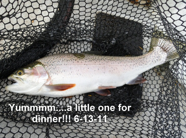 A-little-one-for-dinner-6-13-11