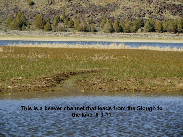 An-old-beaver-made-channel-to-the-lake-from-the-Slough-5-3-11