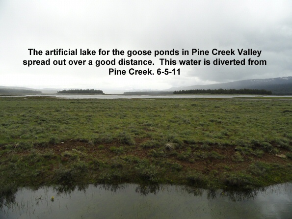 Artificial-goose-ponds-in-Pine-Creek-Valley-from-diverted-water-from-Pine-Creek-6-5-11