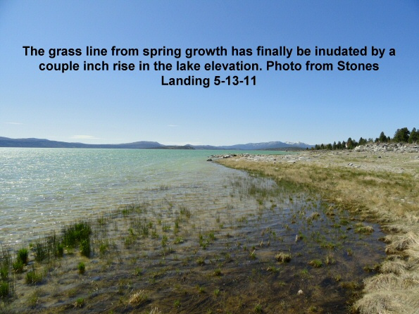 Grass-finally-overtaken-by-a-couple-inch-rise-in-lake-elevation-5-13-11