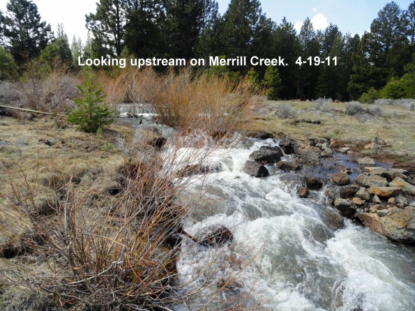 Looking-upstream-on-Merrill-Creek-next-to-the-campground-4-19-11