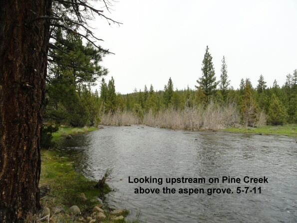 Looking-upstream-on-Pine-Cr-above-the-aspen-grove-5-7-11