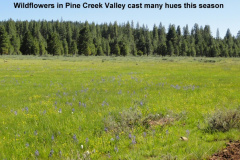 A-cast-of-many-colors-in-Pine-Creek-Valley