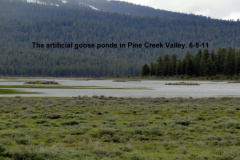 Artificial-goose-ponds-in-Pine-Creek-Valley-6-5-11