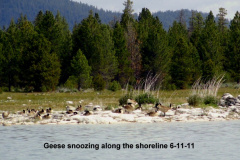 Geese-snoozing-along-the-shoreline-6-11-11