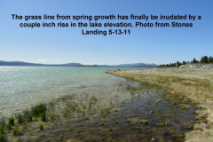Grass-finally-overtaken-by-a-couple-inch-rise-in-lake-elevation-5-13-11