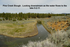 Looking-downstream-on-Pine-Creek-Slough-5-2-11