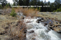 Looking-upstream-on-Merrill-Creek-next-to-the-campground-4-19-11