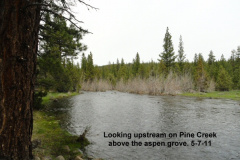 Looking-upstream-on-Pine-Cr-above-the-aspen-grove-5-7-11
