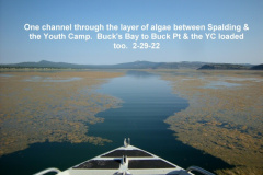 Algae-from-Spalding-to-the-Youth-Camp-7-29-11