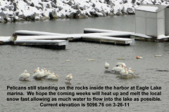 Pelicans-still-standing-on-the-rocks-inside-the-harbor-3-26-11