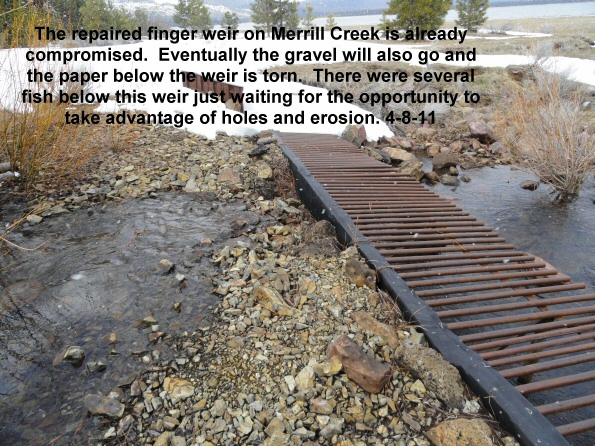 Finger-weir-on-Merrill-Creek-eroding-4-8-11