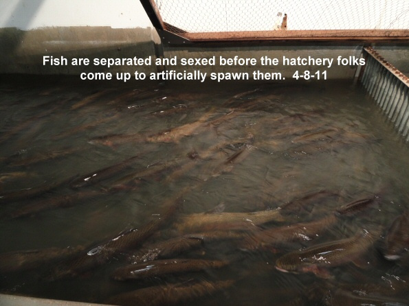 Fish-are-separated-before-hatchery-folks-artificially-spawn-them-4-8-11