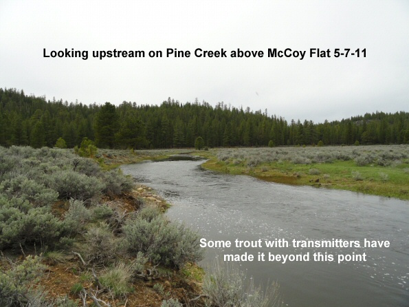 Looking-upstream-on-Pine-Creek-5-7-11
