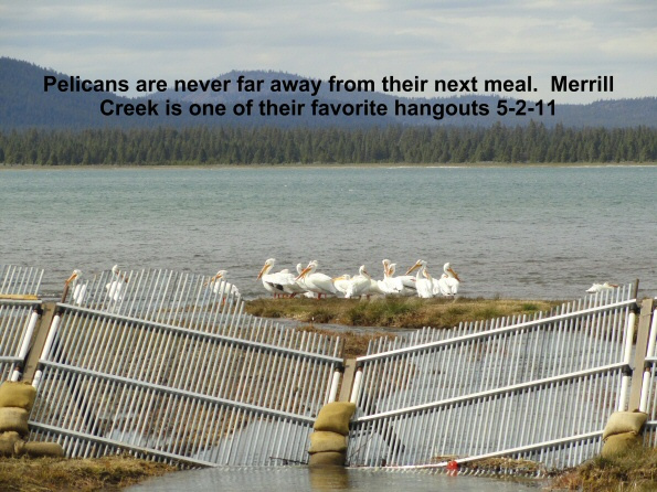 Merrill-Creek-draws-pelicans-in-for-a-feast-5-2-11
