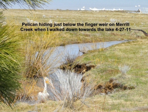 Pelicans-still-feasting-off-Merrill-Creek-4-27-11