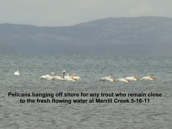 Pelicans-waiting-off-shore-at-Merrill-Creek-5-15-11