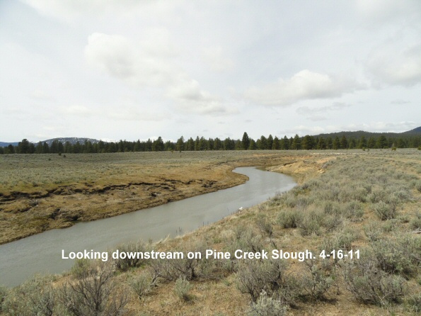 Pine-Creek-Slough-4-16-11