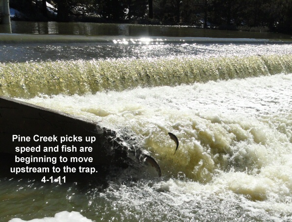 Pine-Creek-flow-picks-up-4-1-11