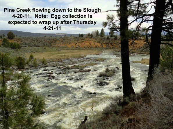 Pine-Creek-flowing-into-the-Slough-4-20-11