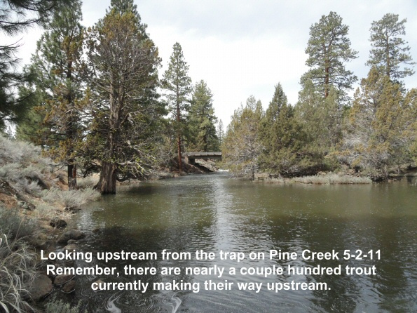 Pine-Creek_-upstream-from-the-trap-5-2-11
