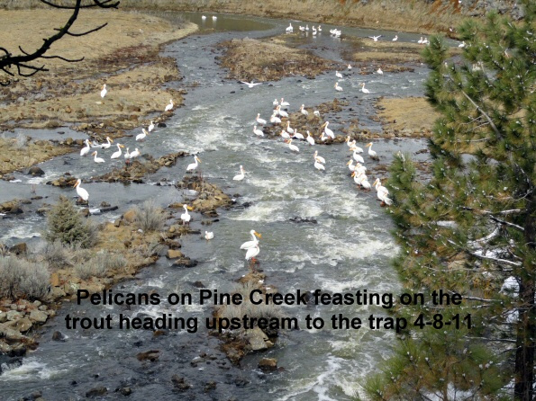 Trout-fest-for-the-pelicans-on-Pine-Creek-4-8-11