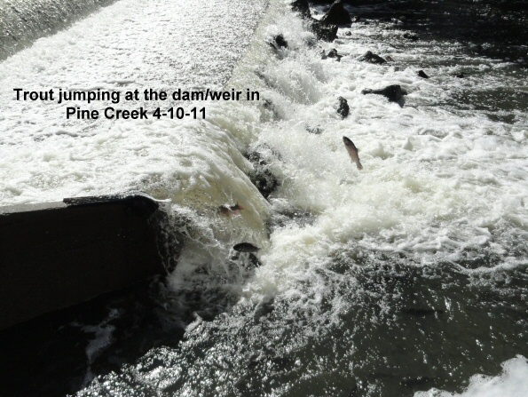 Trout-jumping-at-Pine-Creek_