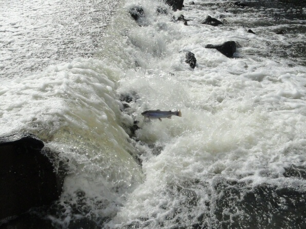 Trout-jumping-at-Pine-Creek__