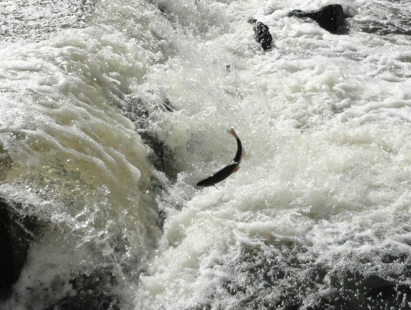 Trout-jumping-at-Pine-Creek___