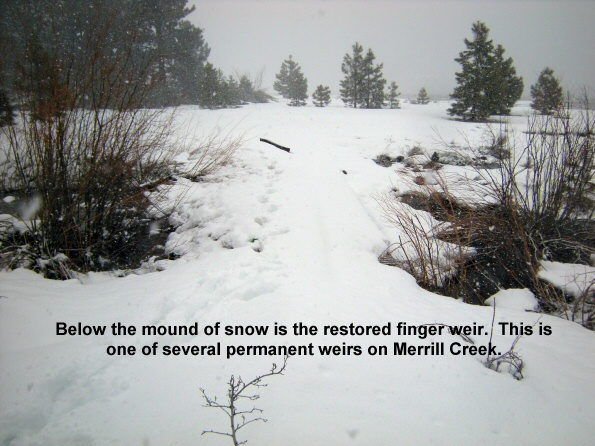 Under-the-mound-of-snow-is-the-restored-finger-weir-on-Merrill-Creek-3-16-11