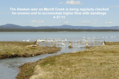 Alaskan-weir-on-Merrill-Creek-accomodating-flow-4-27-11