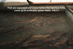 Fish-are-separated-before-hatchery-folks-artificially-spawn-them-4-8-11