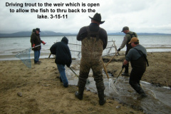 Herding-trout-to-the-weir-and-back-to-the-lake-3-15-11