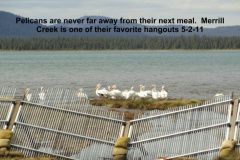 Merrill-Creek-draws-pelicans-in-for-a-feast-5-2-11