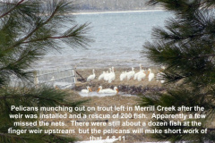 Pelicans-eating-trout-left-in-Merrill-Creek-after-the-weir-and-a-rescue-on-4-6