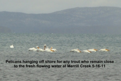 Pelicans-waiting-off-shore-at-Merrill-Creek-5-15-11