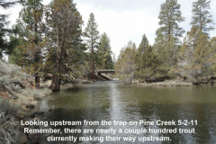 Pine-Creek_-upstream-from-the-trap-5-2-11