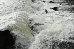 Trout-jumping-at-Pine-Creek__