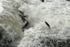 Trout-jumping-at-Pine-Creek____