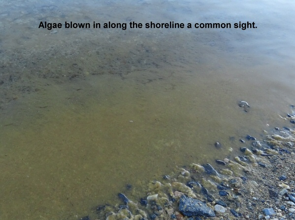 Algae-blown-in-along-the-shoreline-a-common-sight