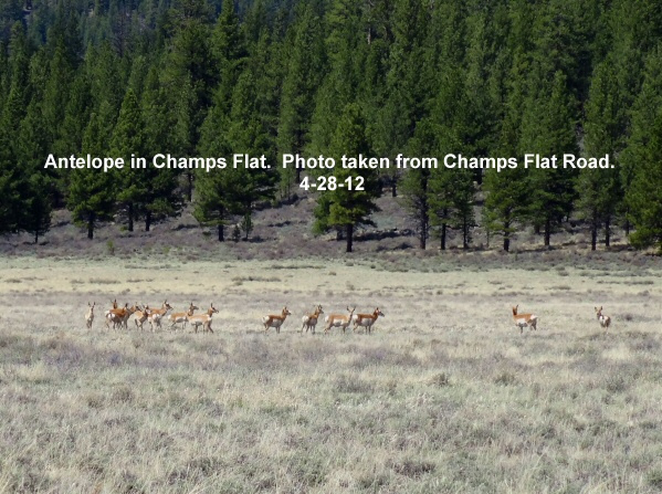 Antelope-in-Champs-Flat-4-28-12